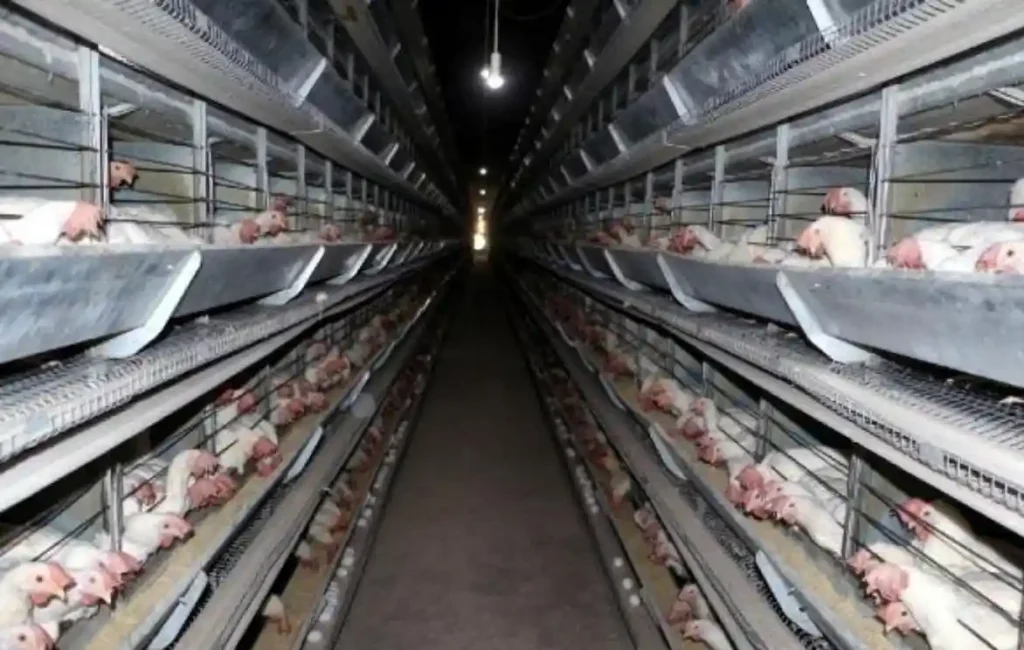 tavuk çiftlikleri klordioksit