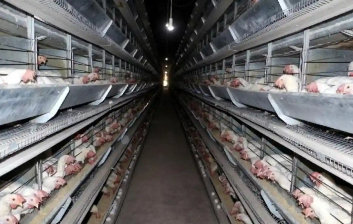 tavuk çiftlikleri klordioksit