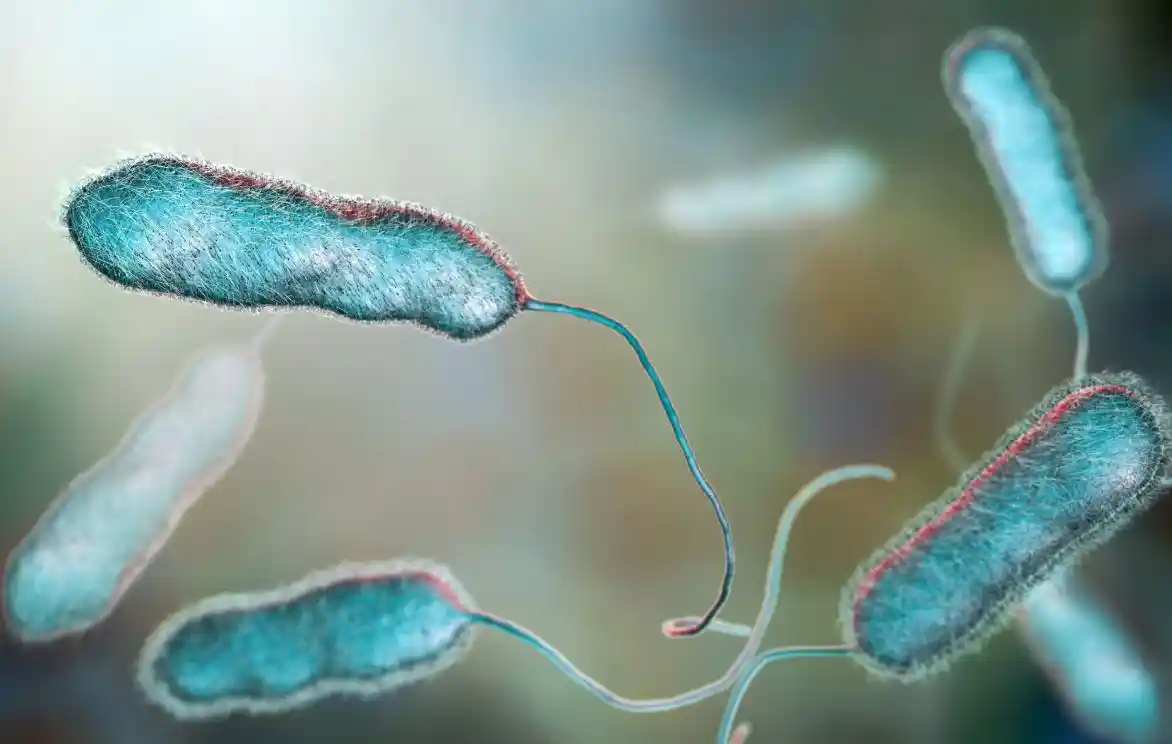 Lejyonella Bakterisi